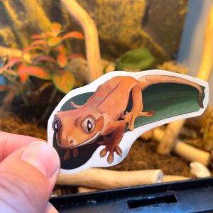 Crested Gecko sticker – Transparent sticker