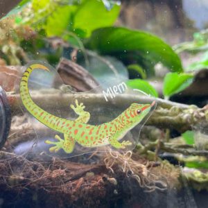 Bearded Dragon sticker – Transparent sticker